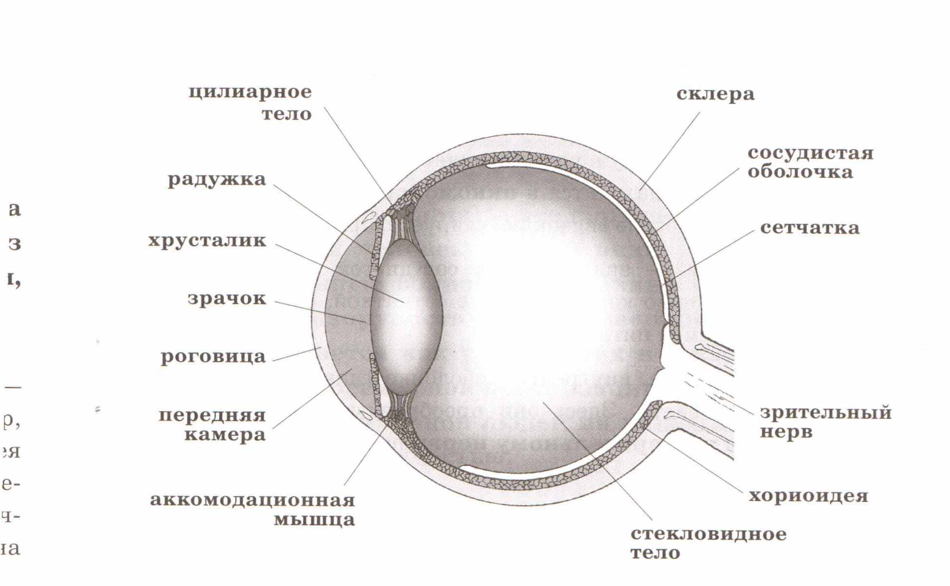 Глаз строение глаза человека анатомия